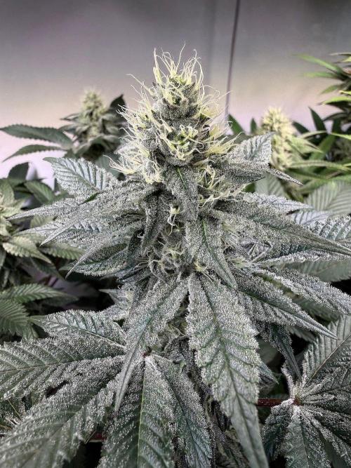 Time for Heavy Hitters. Week 13 - Super Boof