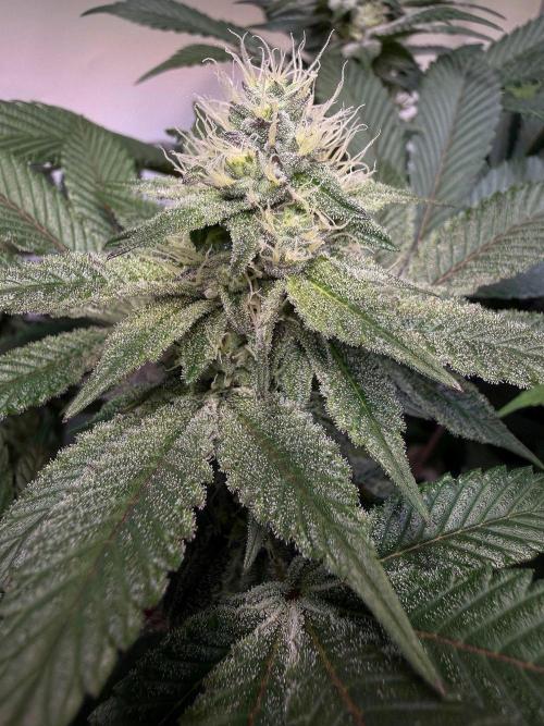 Time for Heavy Hitters. Week 13 - Super Boof