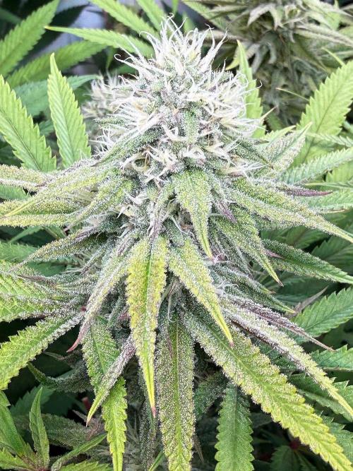 Time for Heavy Hitters. Week 13 - LemonCherryRuntz