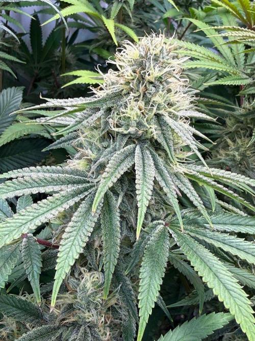 Time for Heavy Hitters. Week 13 - Wildberrs Sours =GG4xPurplePunch