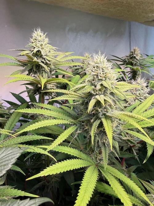 Time for Heavy Hitters. Week 13 - Lemon Cherry Runtz