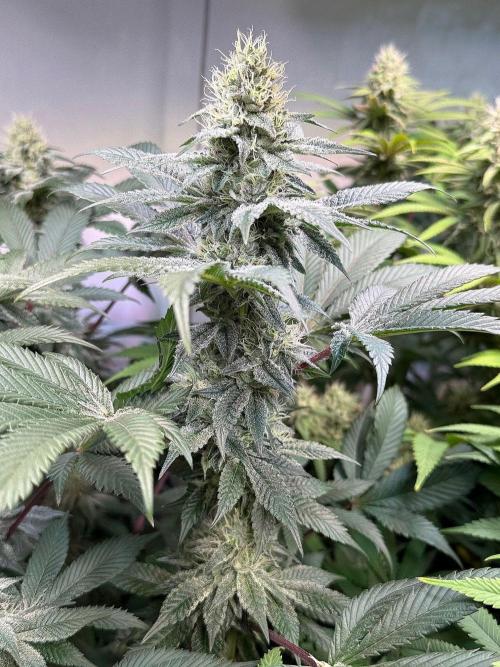 Time for Heavy Hitters. Week 13 - Super Boof