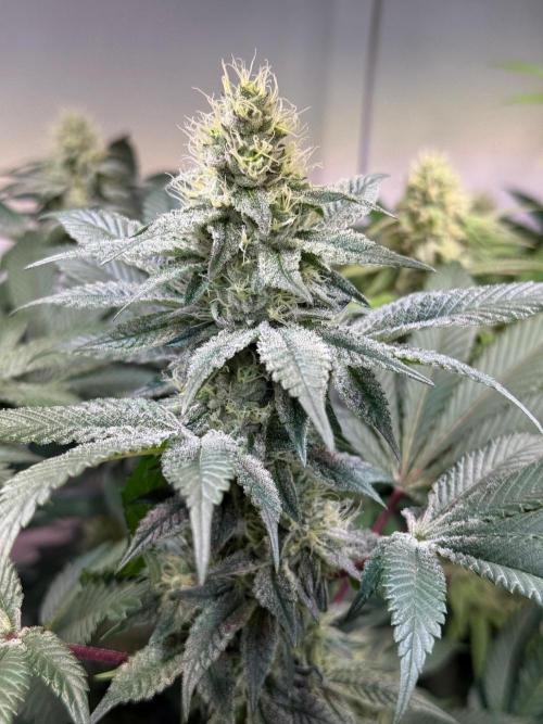 Time for Heavy Hitters. Week 13 - Super Boof