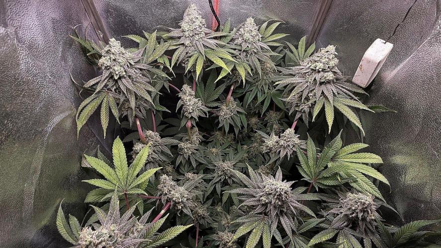 Another 40x40 Beauty ??. Week 13