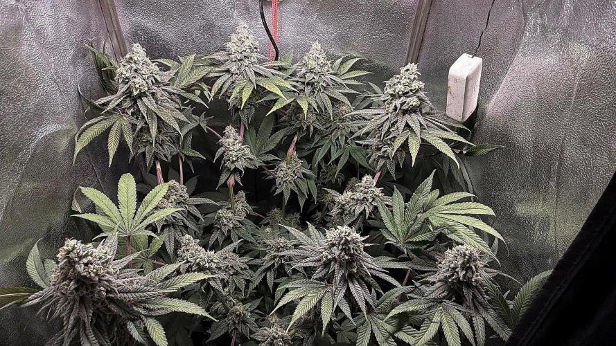 Another 40x40 Beauty ??. Week 13