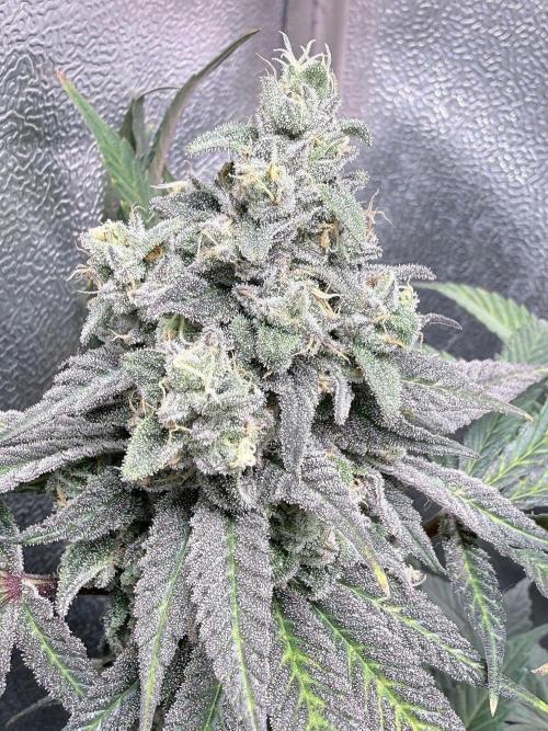 Another 40x40 Beauty ??. Week 13