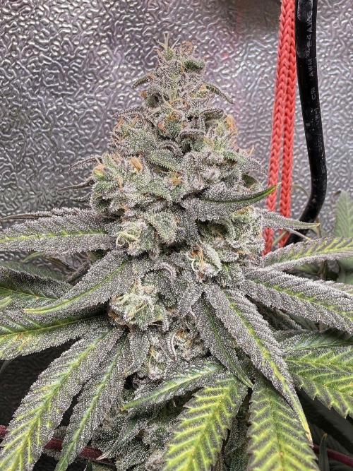 Another 40x40 Beauty ??. Week 13