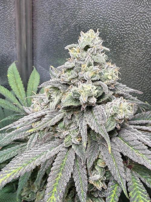Another 40x40 Beauty ??. Week 13