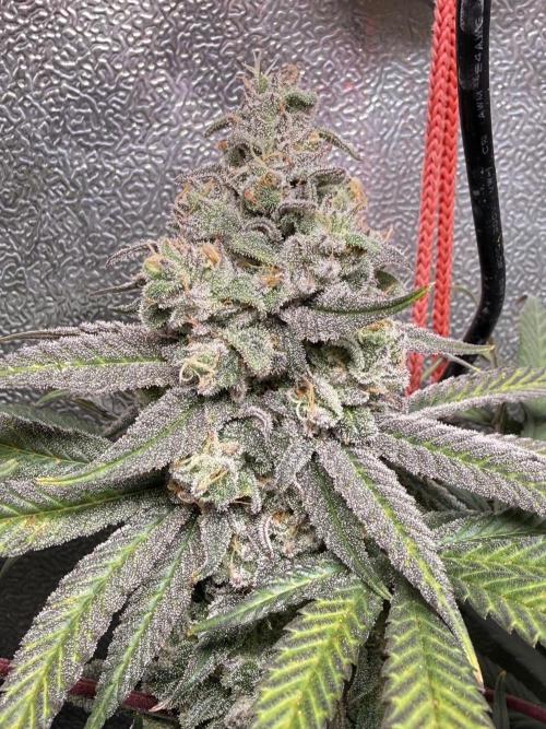 Another 40x40 Beauty ??. Week 13