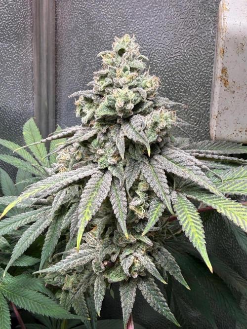 Another 40x40 Beauty ??. Week 13