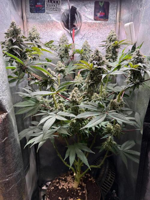 Another 40x40 Beauty ??. Week 13