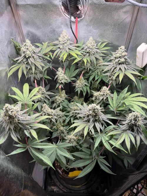 Another 40x40 Beauty ??. Week 13