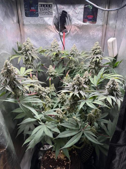 Another 40x40 Beauty ??. Week 13