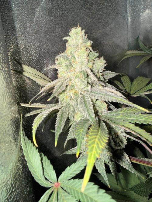 Another 40x40 Beauty ??. Week 13