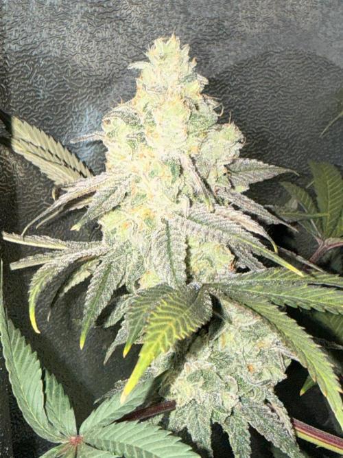 Another 40x40 Beauty ??. Week 13