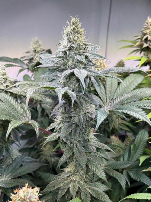 Time for Heavy Hitters. Week 14 - Super Boof