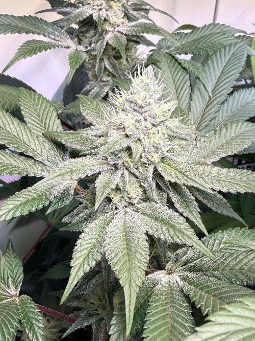 Time for Heavy Hitters. Week 14 - Super Boof