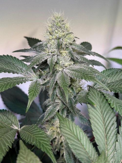 Time for Heavy Hitters. Week 14 - Super Boof