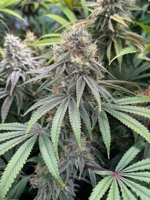 Time for Heavy Hitters. Week 14 - Wildberry Sours