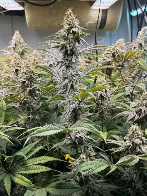 Time for Heavy Hitters. Week 14