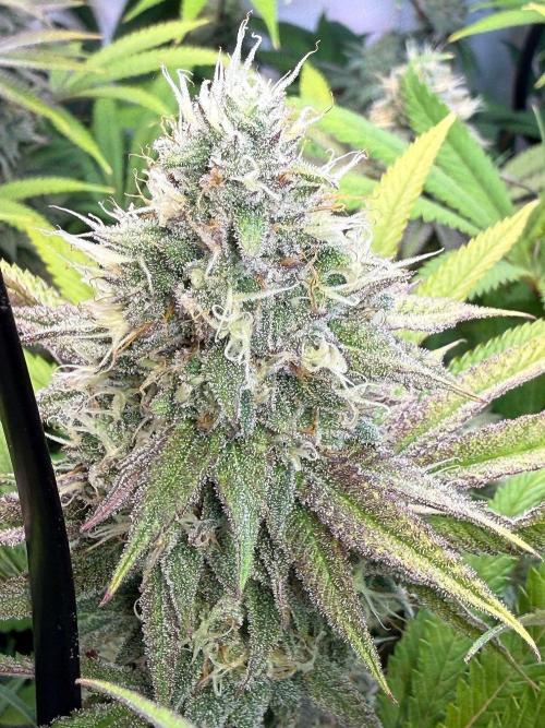 Time for Heavy Hitters. Week 14 - Lemon Cherry Runtz