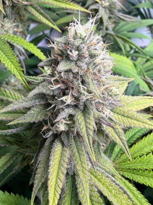 Time for Heavy Hitters. Week 14 - Lemon Cherry Runtz