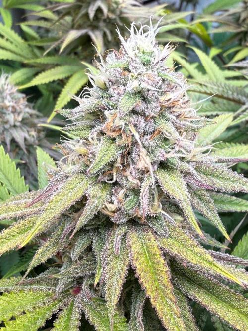 Time for Heavy Hitters. Week 14 - Lemon Cherry Runtz