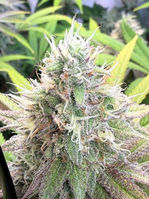 Time for Heavy Hitters. Week 14 - Lemon Cherry Runtz