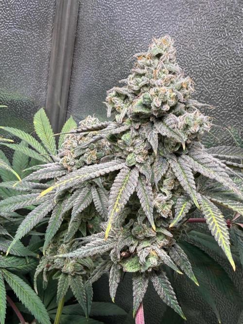 Another 40x40 Beauty ??. Week 14