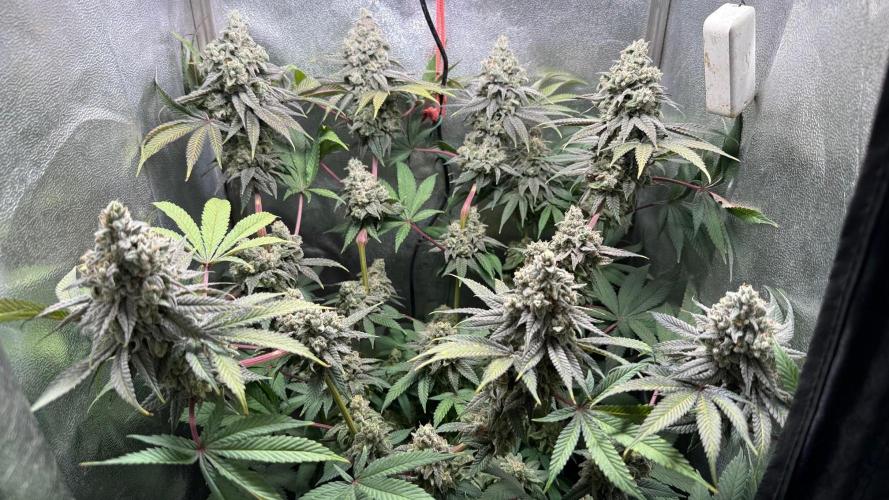 Another 40x40 Beauty ??. Week 14