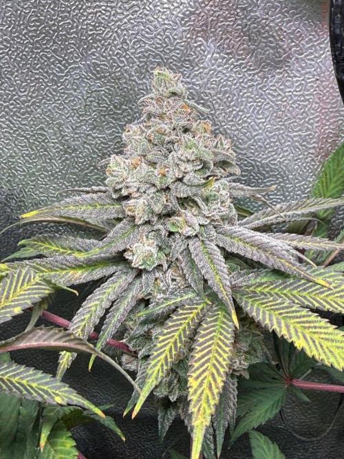 Another 40x40 Beauty ??. Week 14