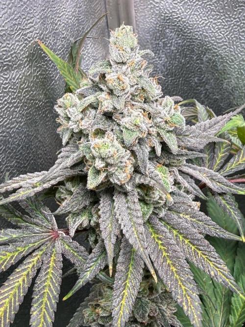 Another 40x40 Beauty ??. Week 14