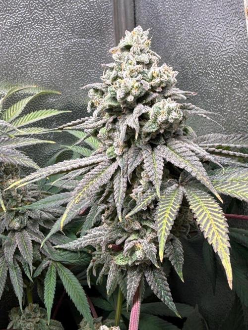 Another 40x40 Beauty ??. Week 14