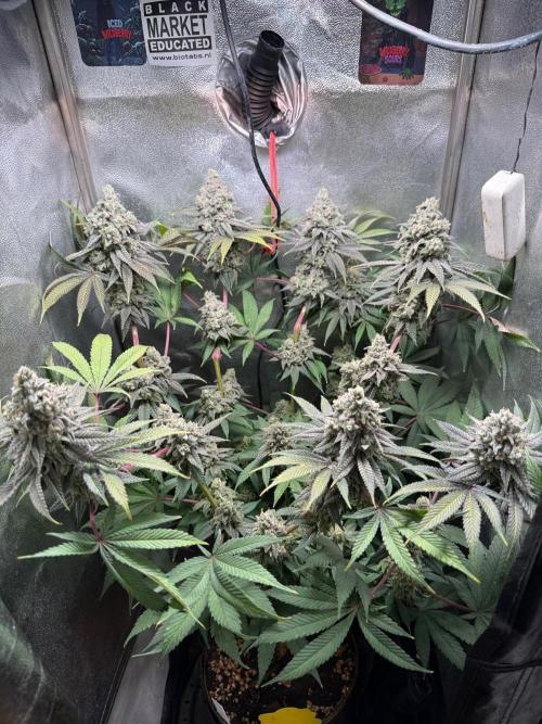 Another 40x40 Beauty ??. Week 14