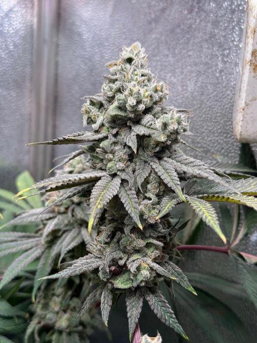 Another 40x40 Beauty ??. Week 14