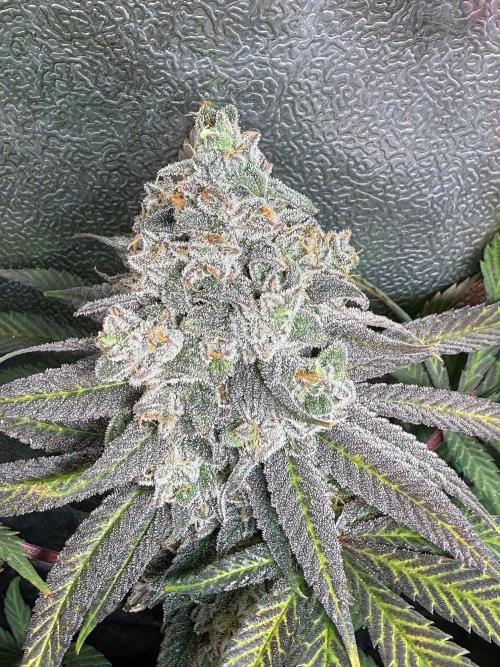 Another 40x40 Beauty ??. Week 14