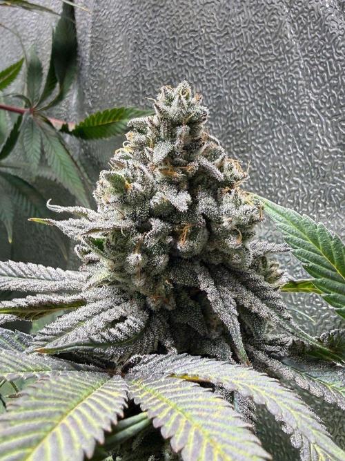 Another 40x40 Beauty ??. Week 14