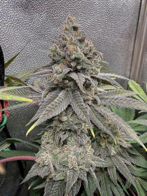 Another 40x40 Beauty ??. Week 14