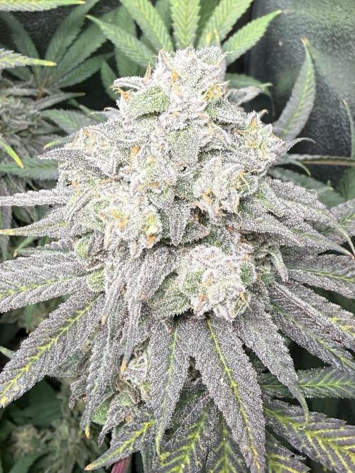 Another 40x40 Beauty ??. Week 14