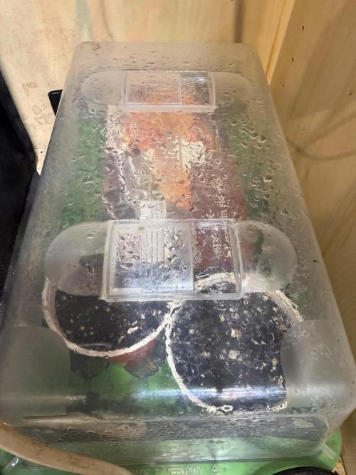 Short veg 40x40 grow. Week 0