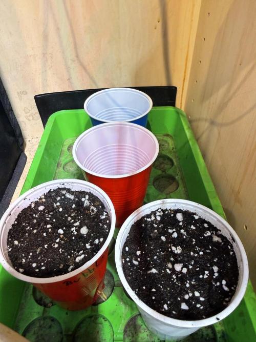 Short veg 40x40 grow. Week 0