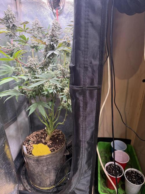 Short veg 40x40 grow. Week 0