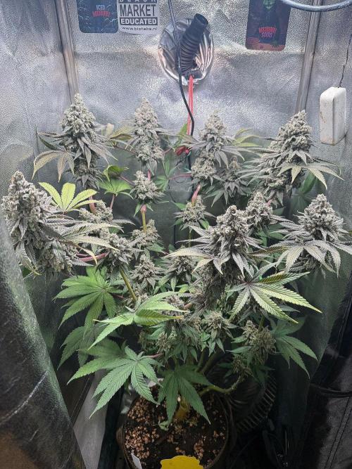 Another 40x40 Beauty ??. Week 15