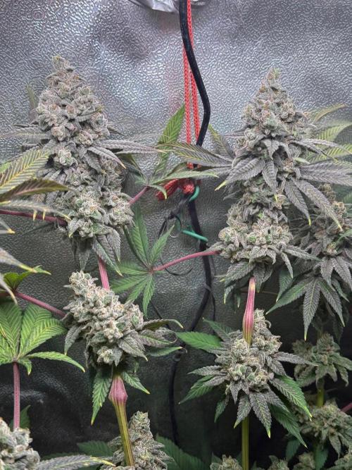 Another 40x40 Beauty ??. Week 15