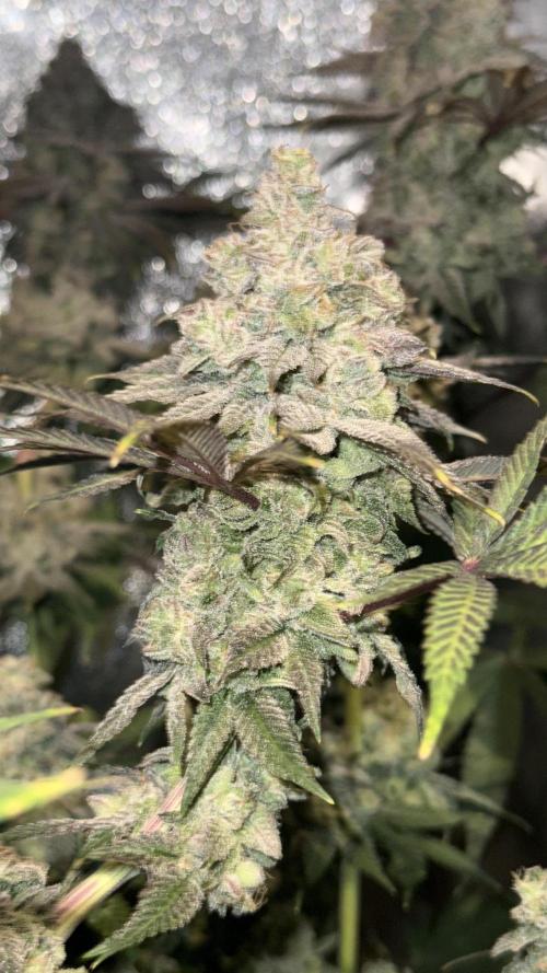 Another 40x40 Beauty ??. Week 15