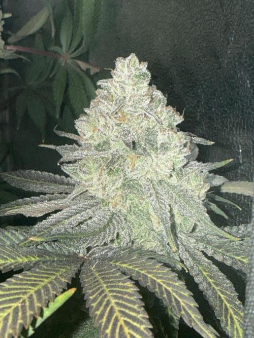 Another 40x40 Beauty ??. Week 15