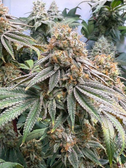 Time for Heavy Hitters. Week 16 - Wildberry Sours