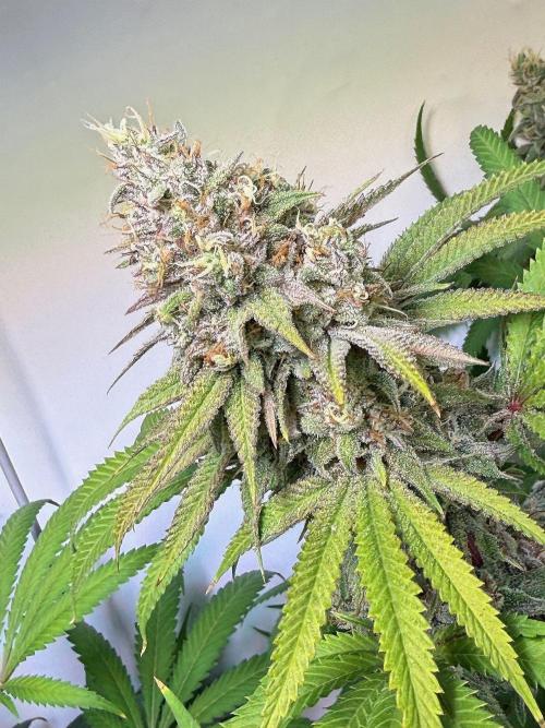 Time for Heavy Hitters. Week 16 - Lemon Cherry Runtz