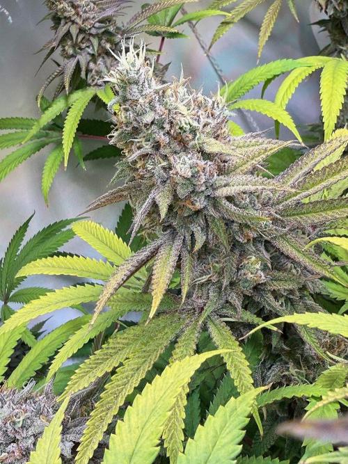 Time for Heavy Hitters. Week 16 - Lemon Cherry Runtz