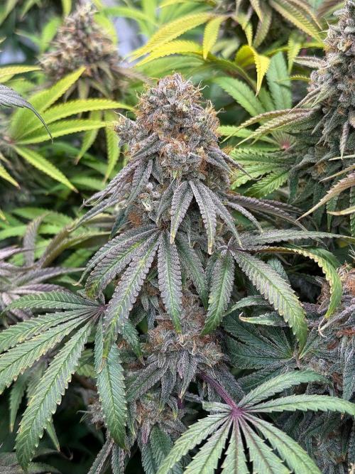 Time for Heavy Hitters. Week 16 - Wildberry Sours